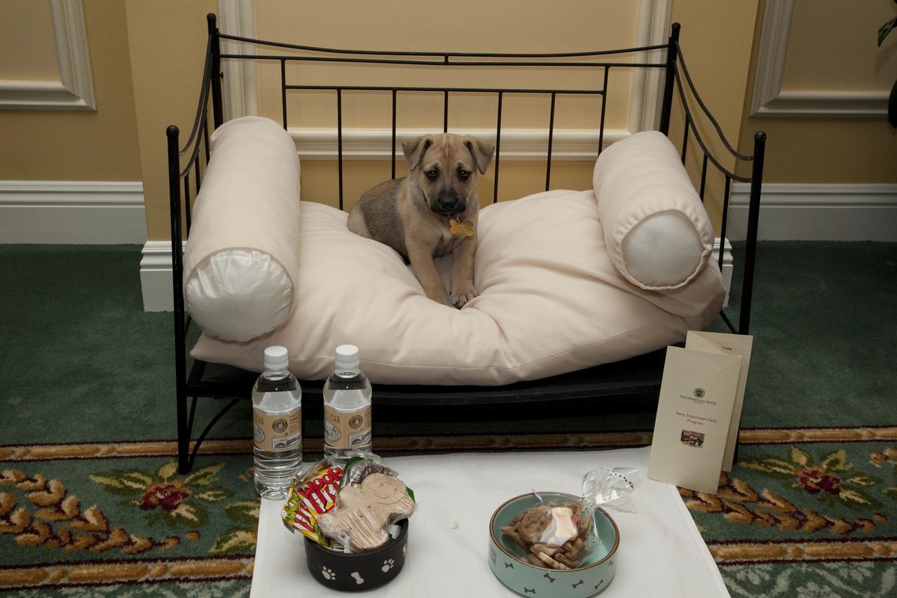 The Hermitage Hotel - thumb 18