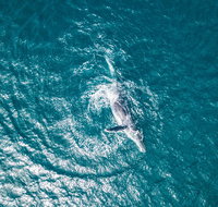 2 Hour Whale Watching Kayak Tour for Two - Tourism Hollywood