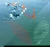 Manatee Snorkeling Tours - Tourism Hollywood