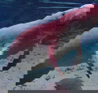 Swim with the Manatees Includes In-Water Guide/Photographer - Tourism Hollywood