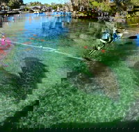 All Clear Kayak Manatee Viewing Ecotour With Local Guide - Tourism Hollywood