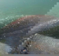 Swim With Manatees In Crystal River Florida - Tourism Hollywood