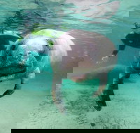 Manatee Snorkel Tour with In-Water Divemaster/Photographer - Tourism Hollywood