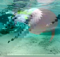 Small group Manatee Tour with In-Water Divemaster/Photographer - Tourism Hollywood