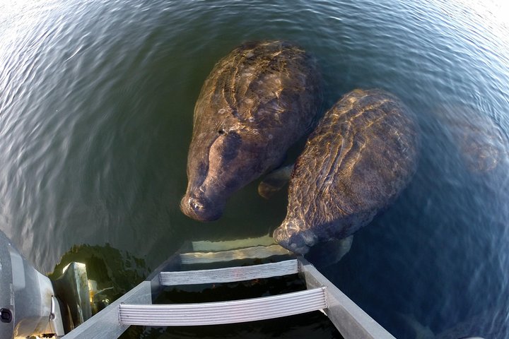 Small Group Manatee Tour With In-Water Divemaster/Photographer - thumb 2
