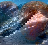 Small Group VIP Manatee Pontoon Tour - Tourism Hollywood