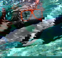 Crystal River Manatee Swim in Kings Bay National Wildlife Refuge - Tourism Hollywood