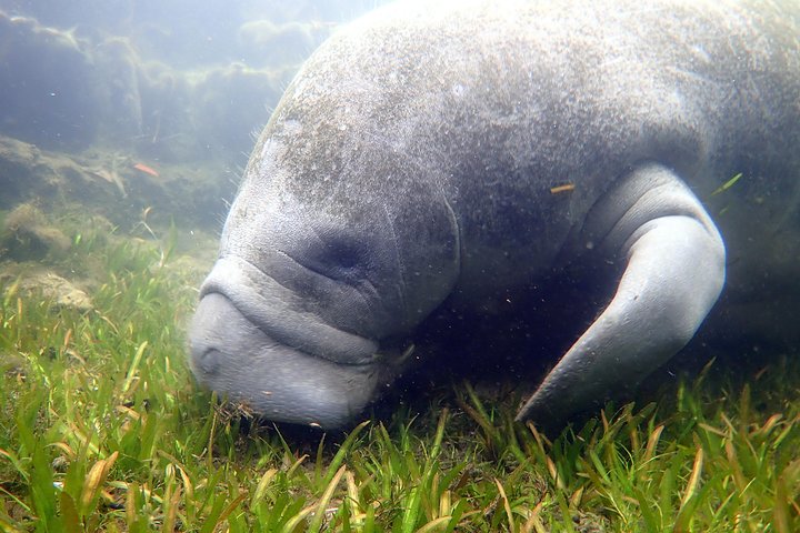 Crystal River Manatee Swim In Kings Bay National Wildlife Refuge - thumb 4