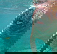 Self Drive Swim with Manatees on the Crystal River - Tourism Hollywood