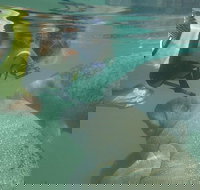 Deluxe Manatee Swim Tour - Tourism Hollywood