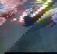 Manatees and Rainbow River by SCUBA or Snorkel - Tourism Hollywood