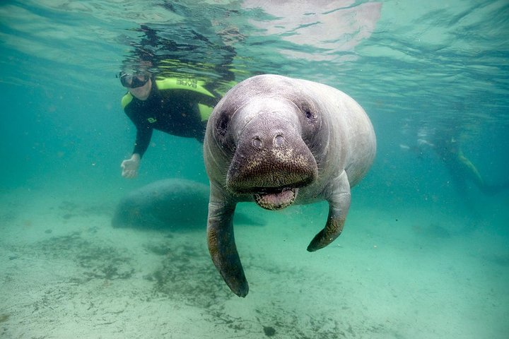 Private Manatee Swim For Up To 6 With In-Water Divemaster/Photographer - thumb 0