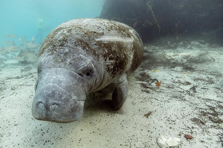 Private Manatee Swim For Up To 6 With In-Water Divemaster/Photographer - thumb 2