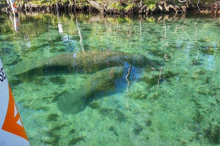 Private Manatee Swim For Up To 6 With In-Water Divemaster/Photographer - thumb 3