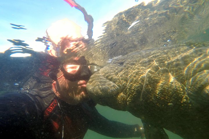 Private Manatee Swim For Up To 6 With In-Water Divemaster/Photographer - thumb 4