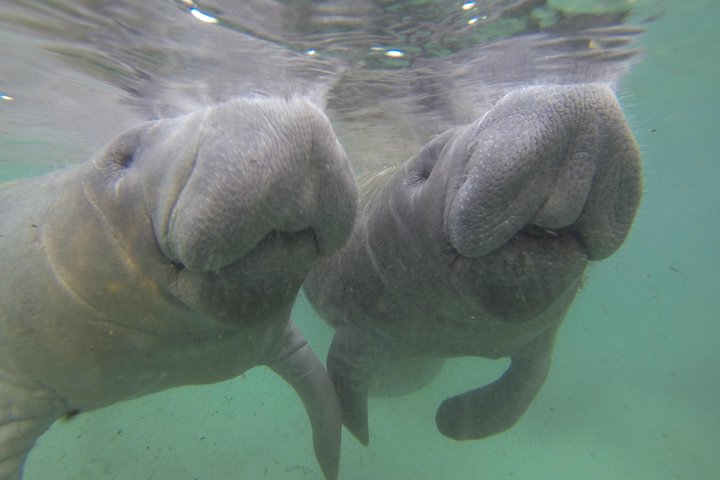 Private Manatee Swim For Up To 6 With In-Water Divemaster/Photographer - thumb 5