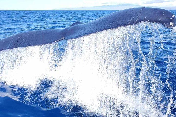 Guaranteed Whale Watch In Kona