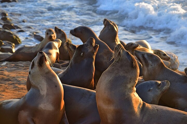 Private Full Day Highlights Tour Of San Diego